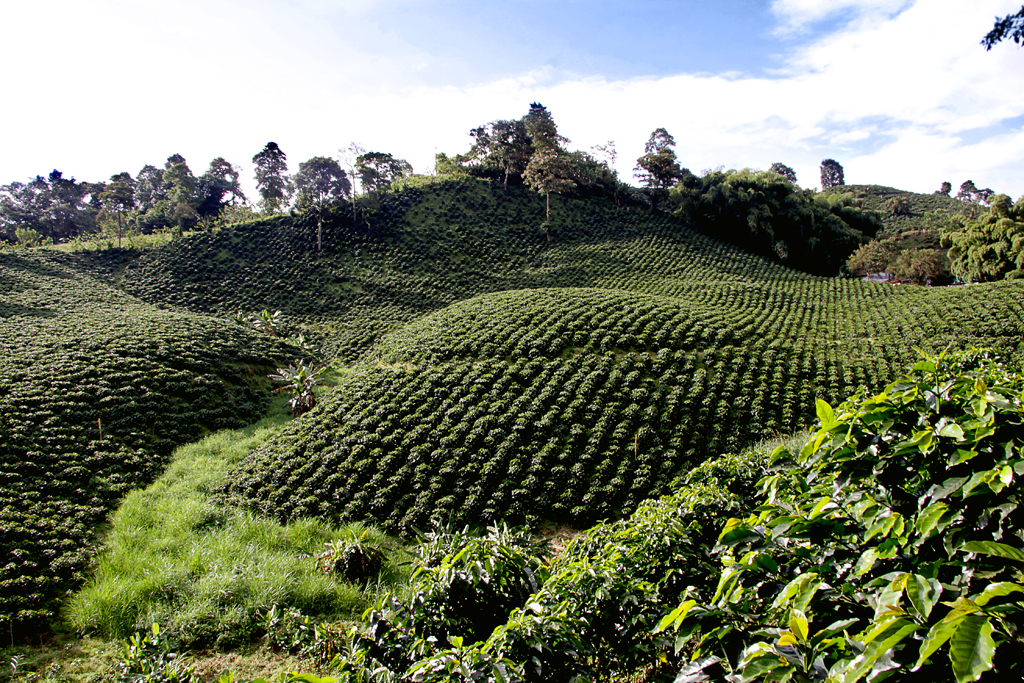 Cafetales colombianos están reduciendo su producción/Semana