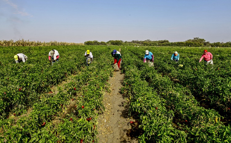 agroindustria