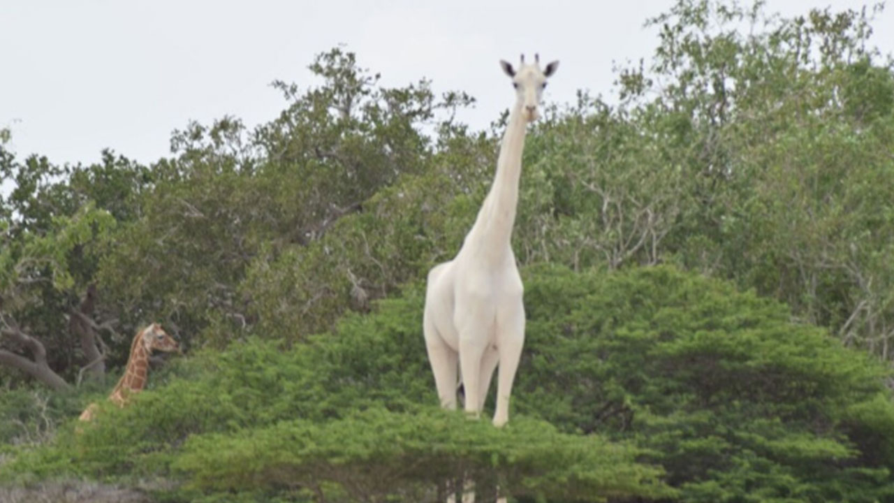 Jirafa Blanca