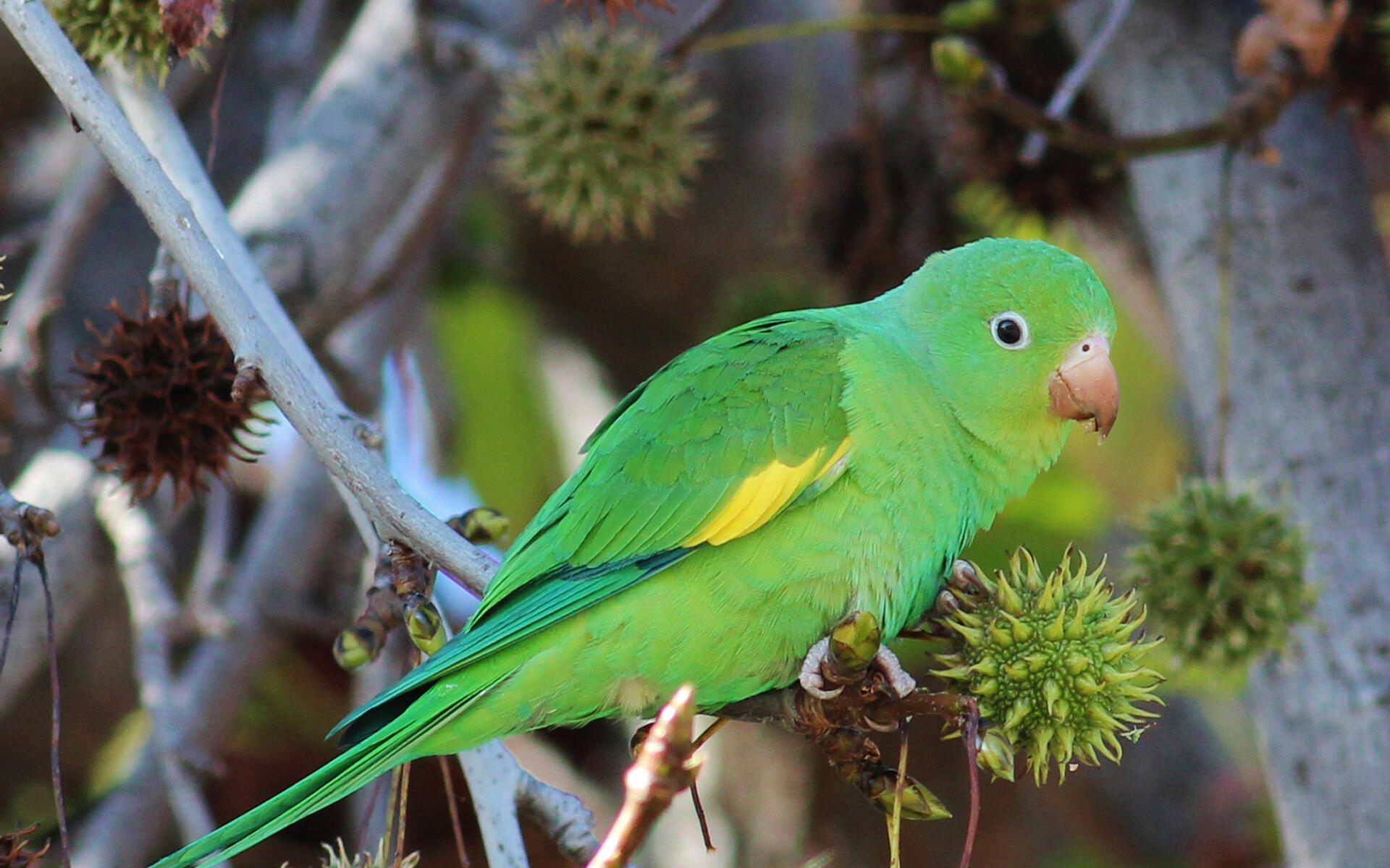 Avistamiento de aves