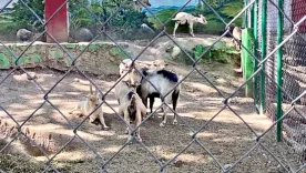 ZOOLÓGICO DE MÉXICO