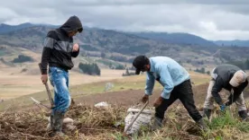 Campesinos liberados 