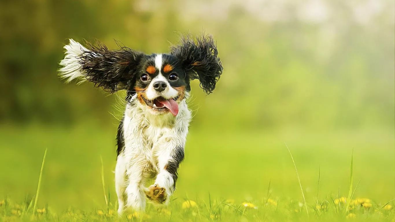 Perro corriendo