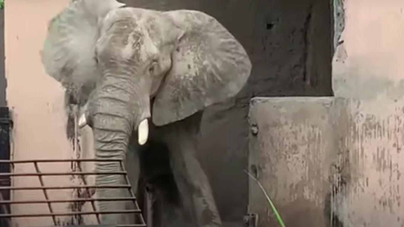 Recogen firmas para salvar animales maltratados en zoológico