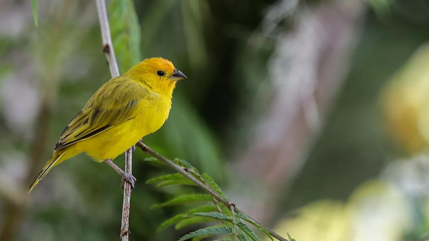 Colombia número uno en avistamiento de aves