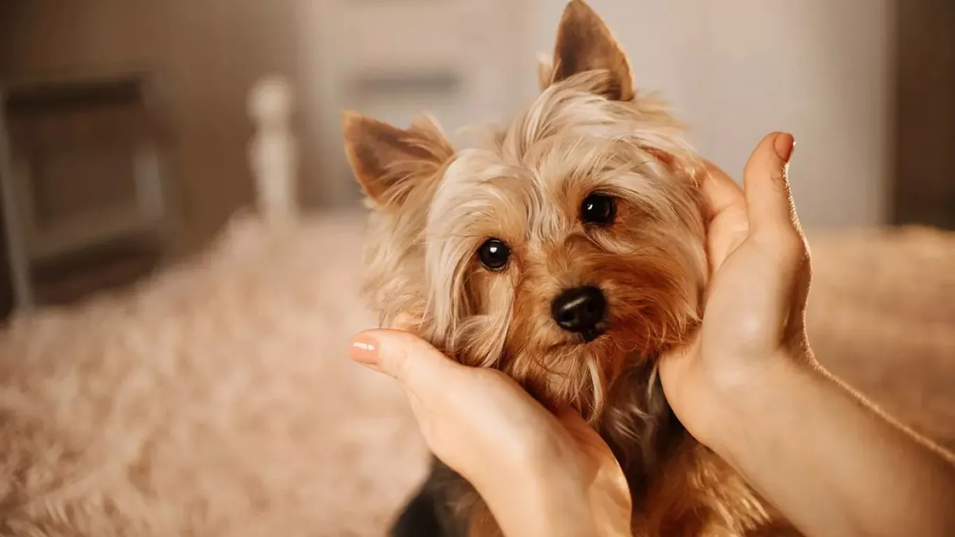 Chile: Se ordena a una pareja la tenencia compartida de sus mascotas