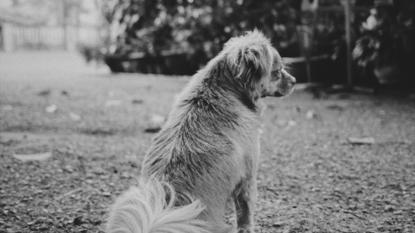 Perro es abandonado