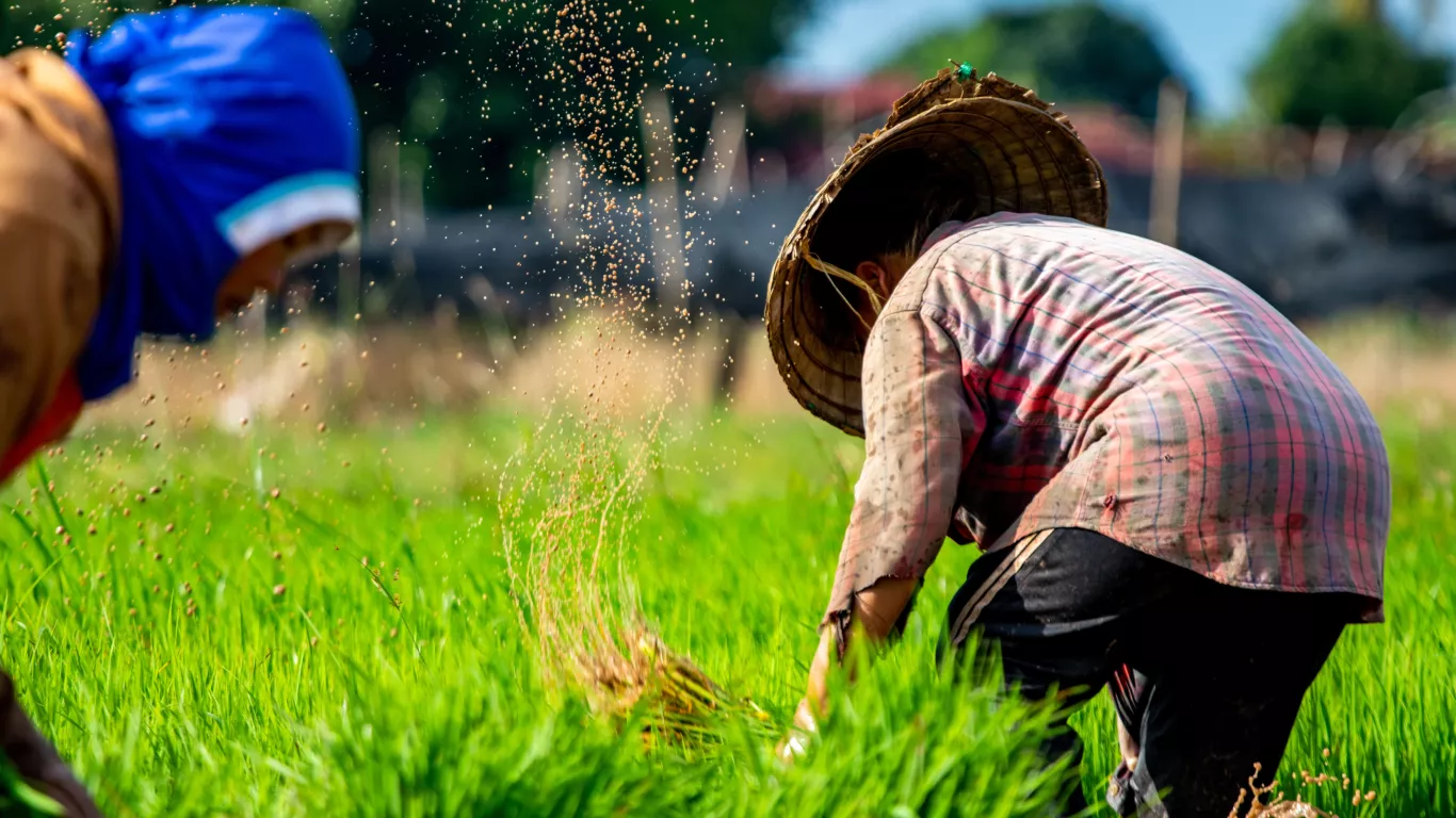 CULTIVOS DE ARROZ 1