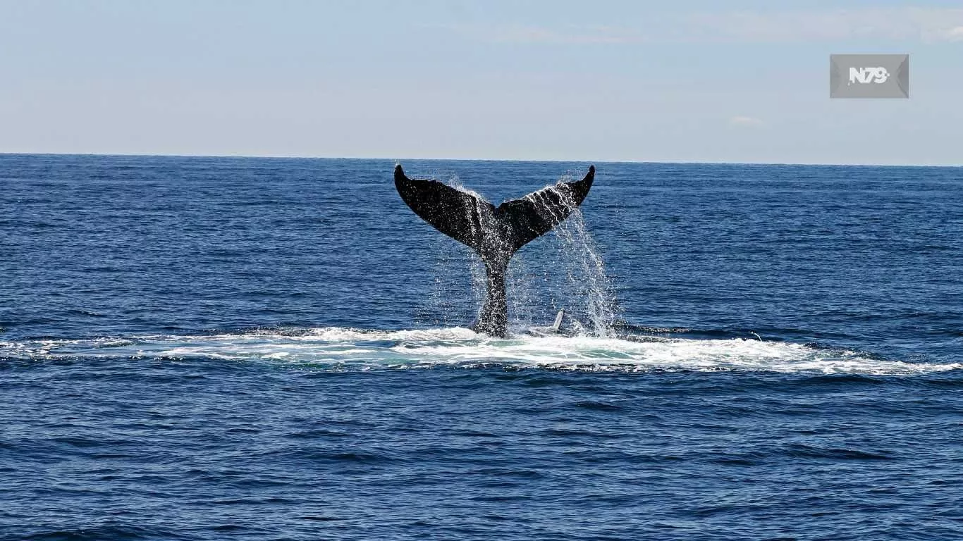 ballenas EEUU